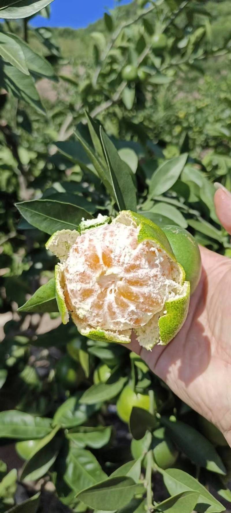 云南蜜橘大量上市中，口感甜，入口化渣，质量好，糖度高！