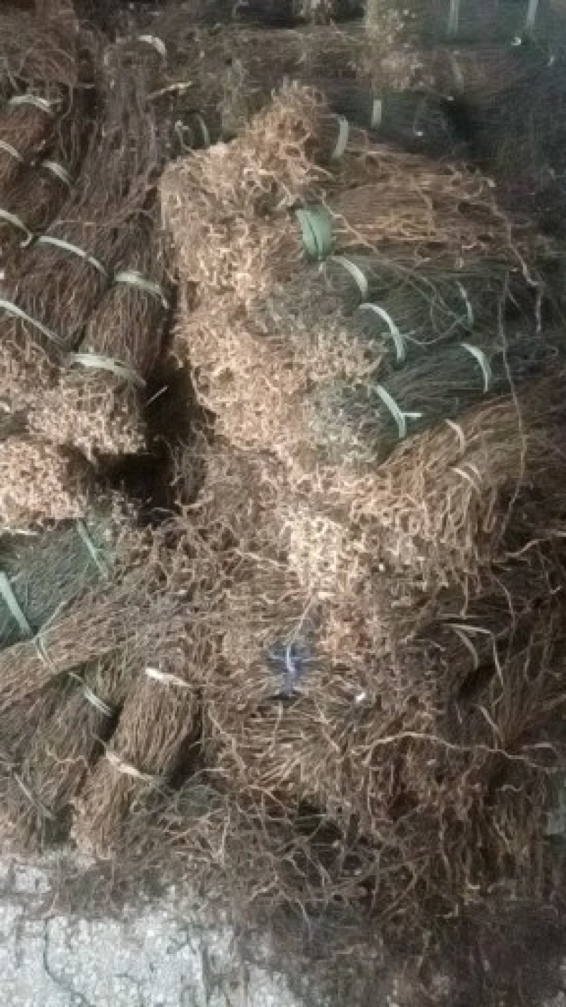 豆角长期大量供应干豇豆干豆角鲜豇豆鲜豆角欢迎老板订货