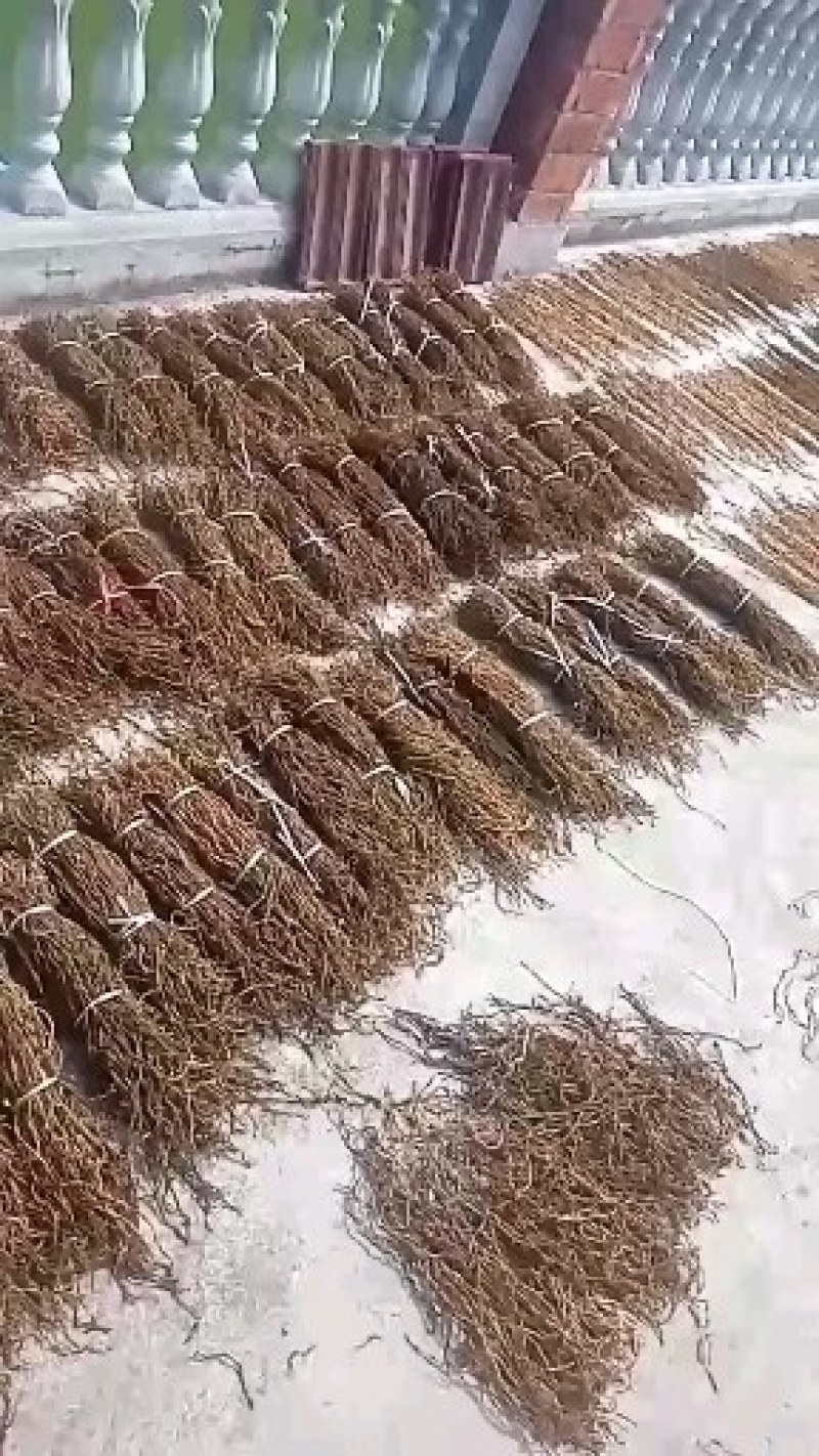 豆角长期大量供应干豇豆干豆角鲜豇豆鲜豆角欢迎老板订货