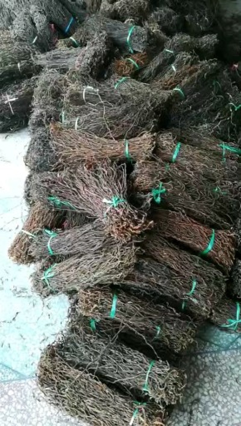 豆角长期大量供应干豇豆干豆角鲜豇豆鲜豆角欢迎老板订货