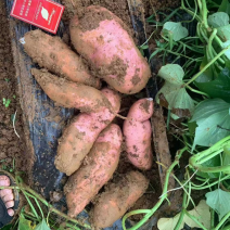 龙薯九红薯，龙九商品薯，地瓜，各种规格包装，加工厂