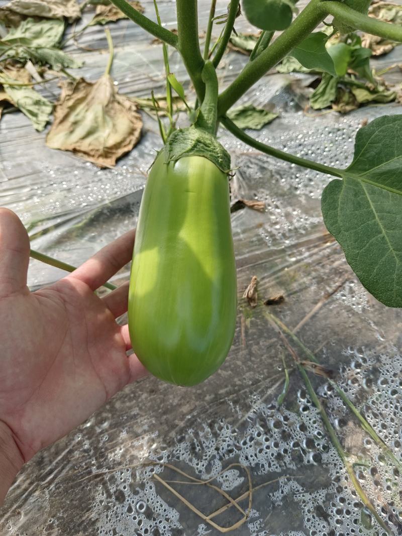 辽10青茄，长期供应，外地可代发