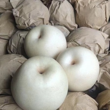 皇冠梨
