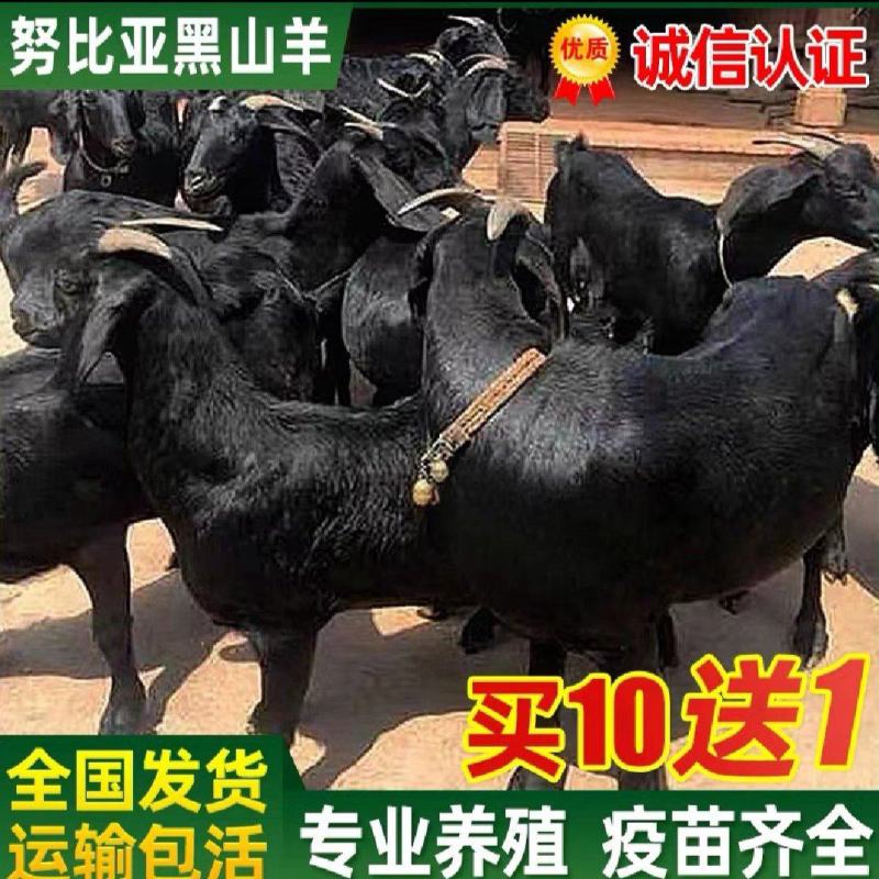 山羊羊羔羊仔买十送一货到付款自由挑选报销路费