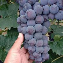 精品京亚葡萄，夏黑葡萄，红无核葡萄，大量上市了。