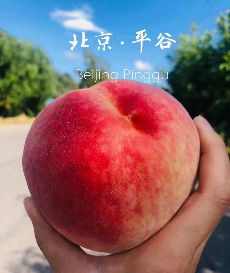 北京平谷早14号，离核水蜜桃，硬吃脆甜，软吃糯甜