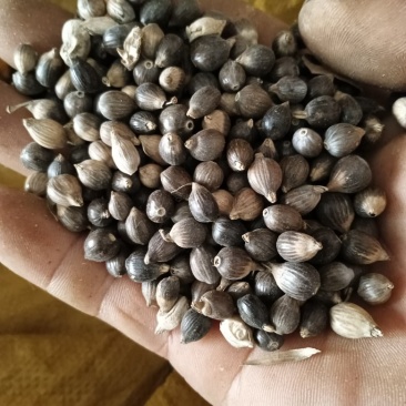 大量薏米出售