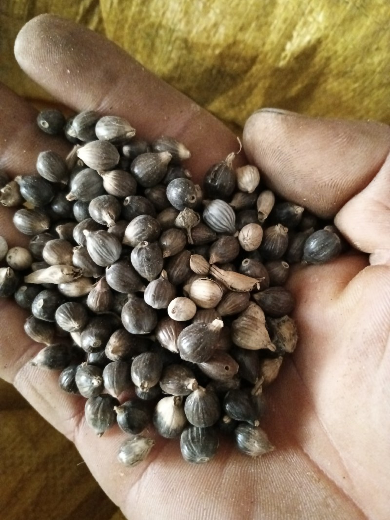 大量薏米出售