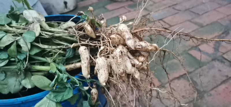 4粒红豆