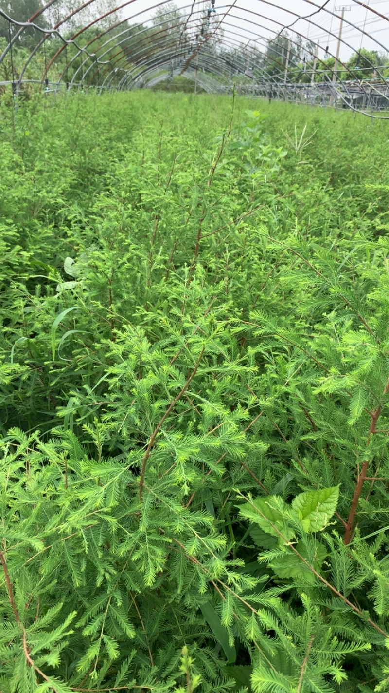 中山杉．北美落羽杉．墨西哥落羽杉．中山杉容器苗．中山杉杯苗