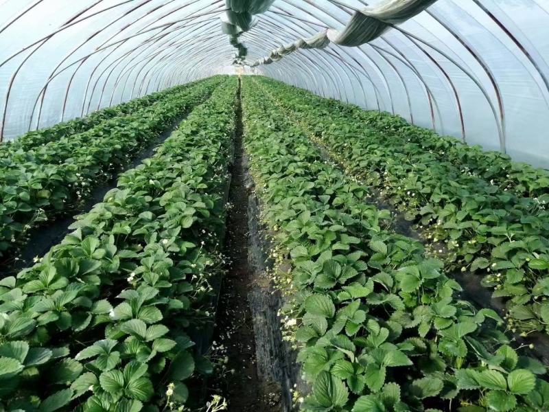 海藻鱼蛋白