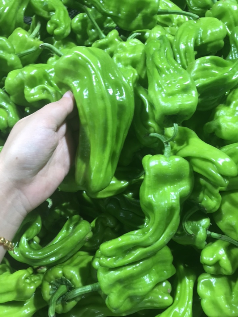 芜湖椒，高山薄皮椒，保质保量，诚信经营，欢迎订购。