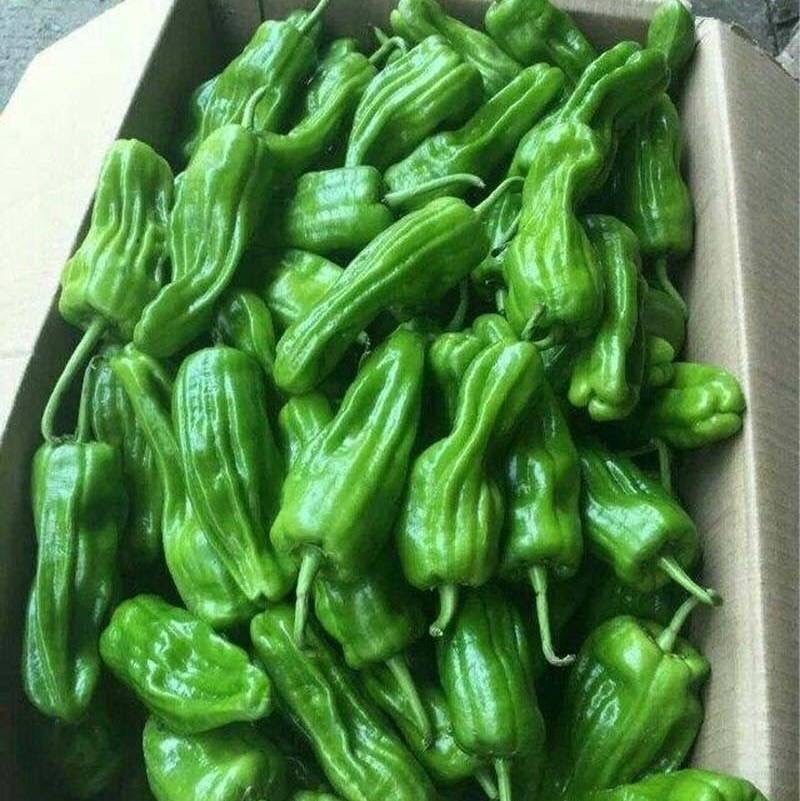 芜湖椒，高山薄皮椒，保质保量，诚信经营，欢迎订购。