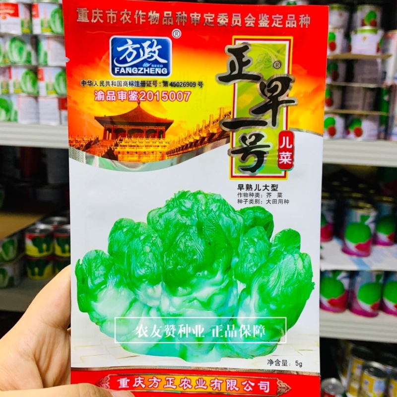 方政正早一号儿菜种子早熟儿菜种子基地专用品种脆嫩微甜