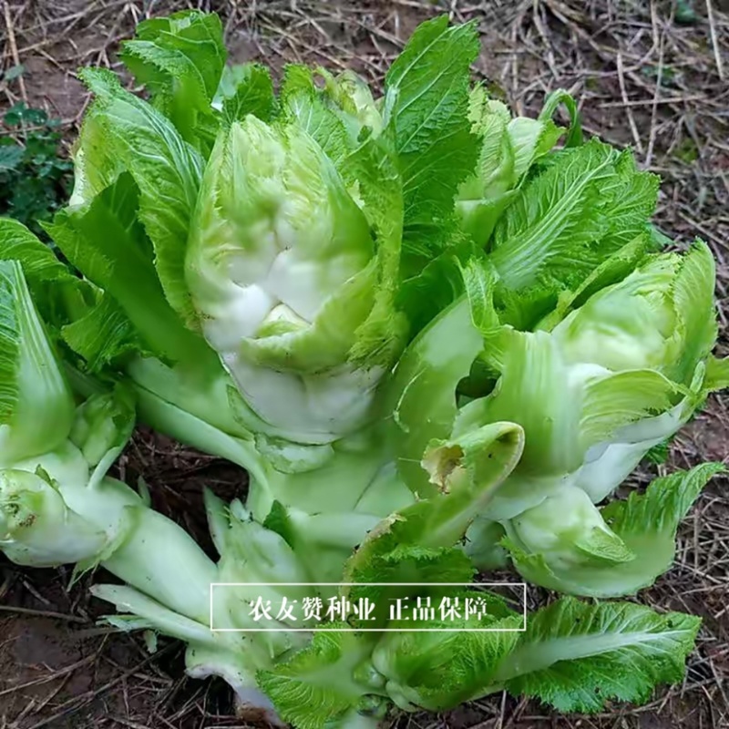 方政正早一号儿菜种子早熟儿菜种子基地专用品种脆嫩微甜