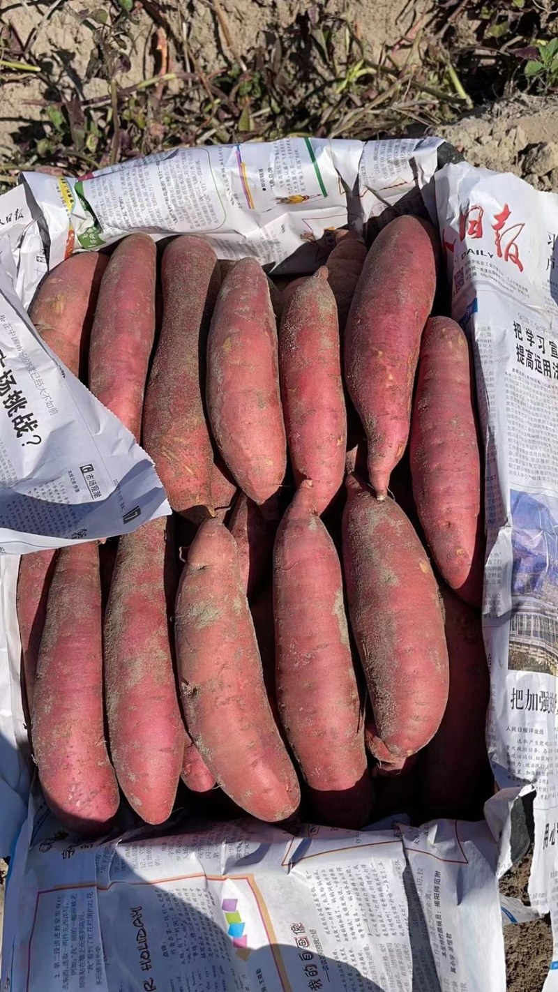 河南红薯西瓜红新鲜货红心红皮出土了批发批发