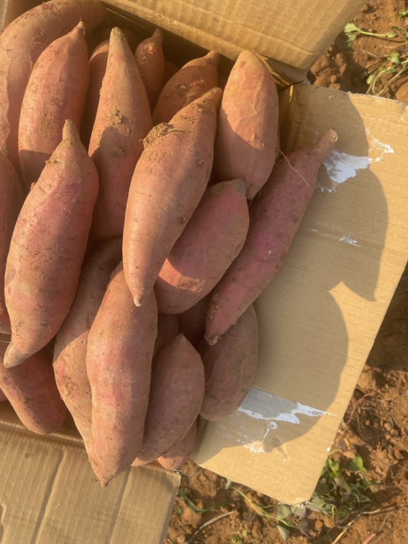 河南红薯西瓜红新鲜货红心红皮出土了批发批发