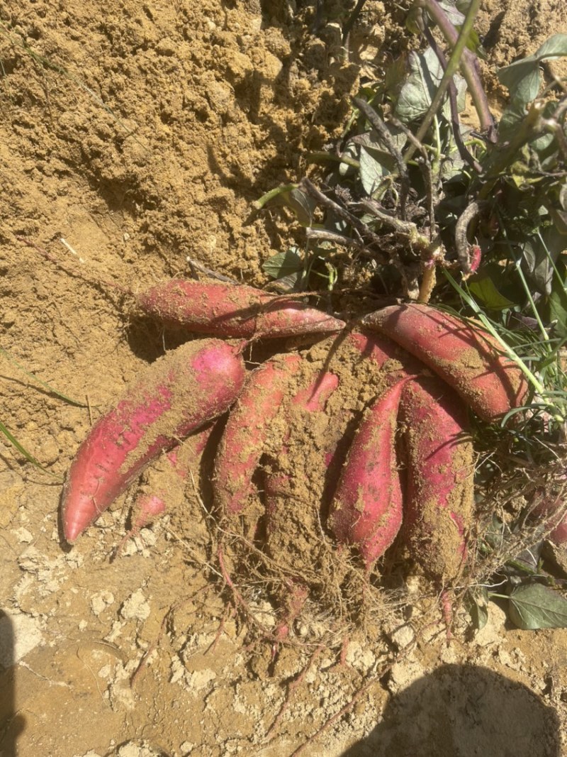 河南红薯西瓜红新鲜货红心红皮出土了批发批发