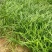麦冬草沿阶草山东青州大量供应宿根花卉基地直发量大