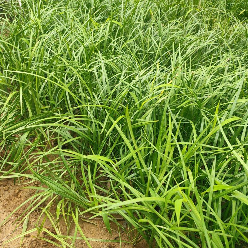 麦冬草沿阶草山东青州大量供应宿根花卉基地直发量大