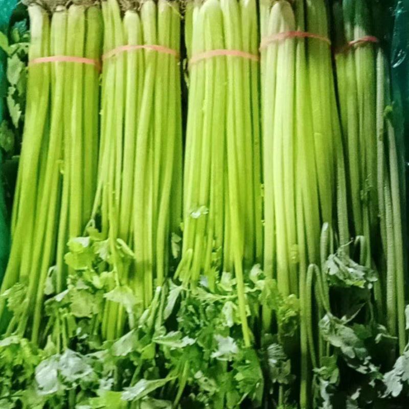 【芹菜】精品香芹基地直供品质保证可实地看货欢迎电