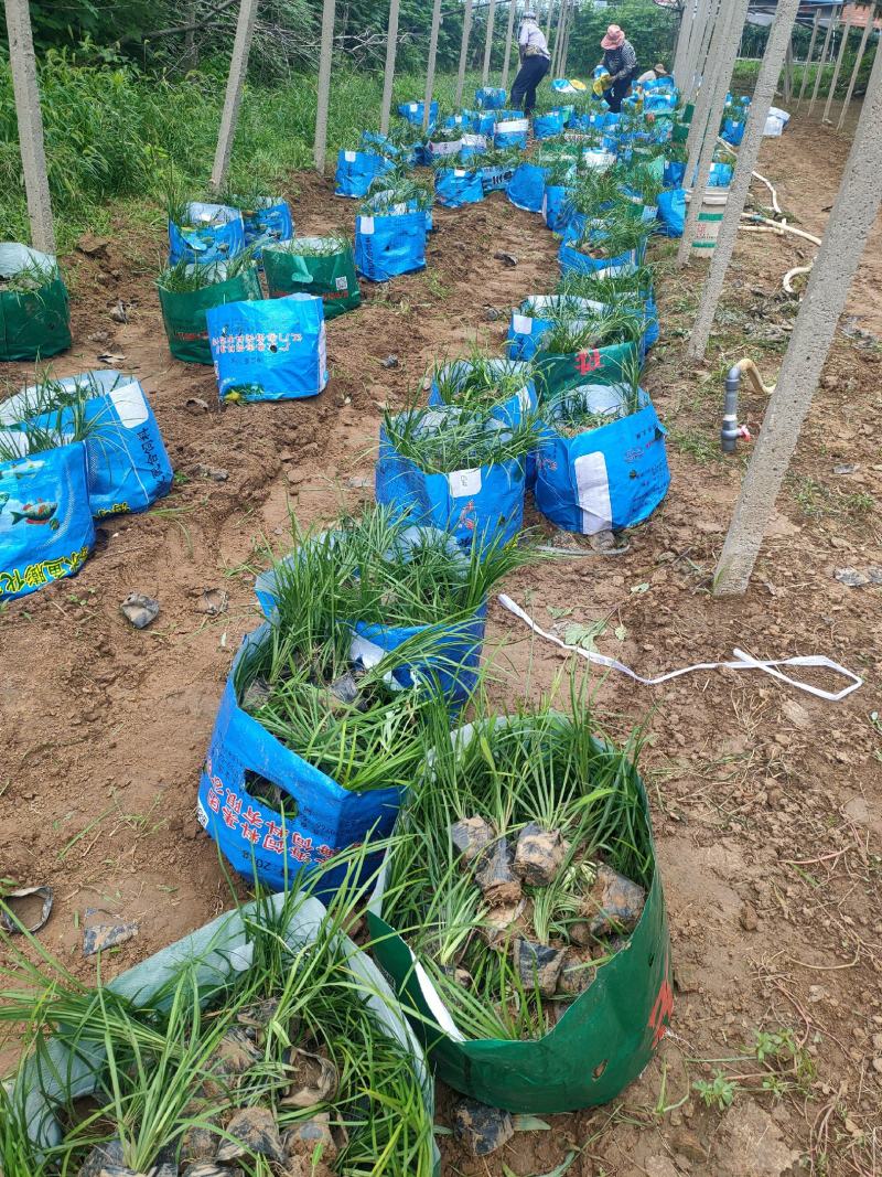 麦冬草沿阶草山东青州大量供应宿根花卉基地直发量大
