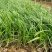 麦冬草沿阶草山东青州大量供应宿根花卉基地直发量大
