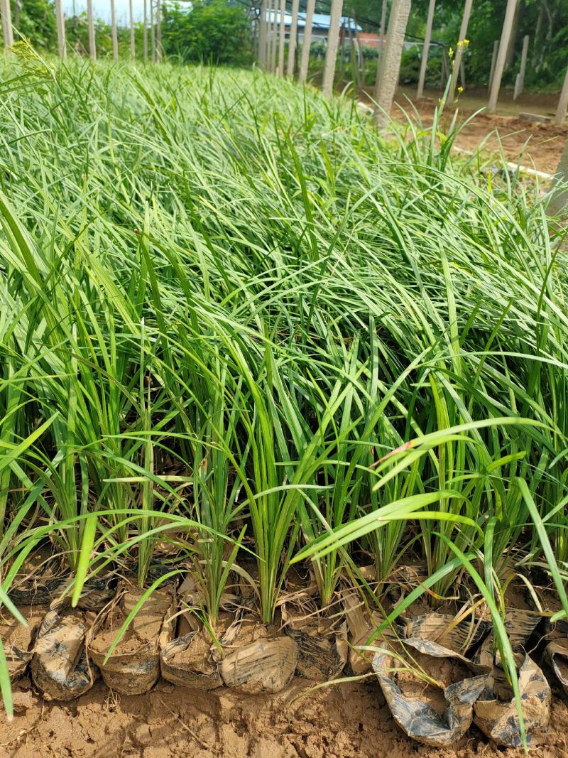 麦冬草沿阶草山东青州大量供应宿根花卉基地直发量大