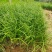 麦冬草沿阶草山东青州大量供应宿根花卉基地直发量大