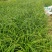 麦冬草沿阶草山东青州大量供应宿根花卉基地直发量大