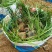 麦冬草沿阶草山东青州大量供应宿根花卉基地直发量大