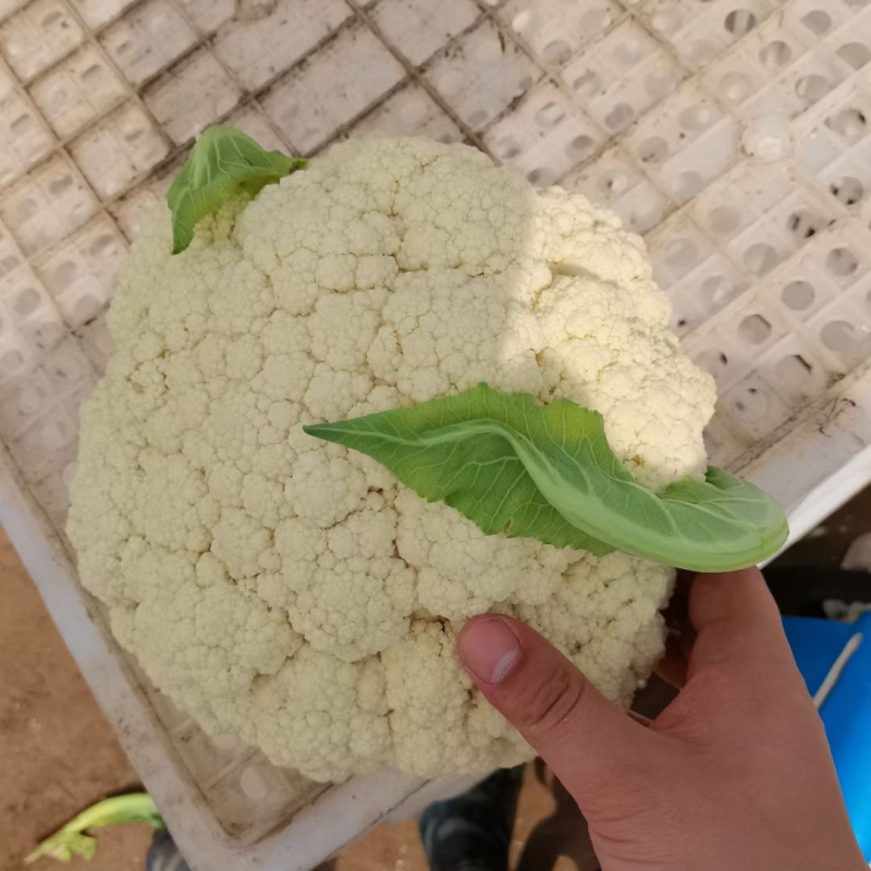 精品有机花一手货源，小米粒，清梗，平脚