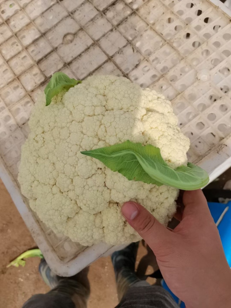 精品有机花一手货源，小米粒，清梗，平脚