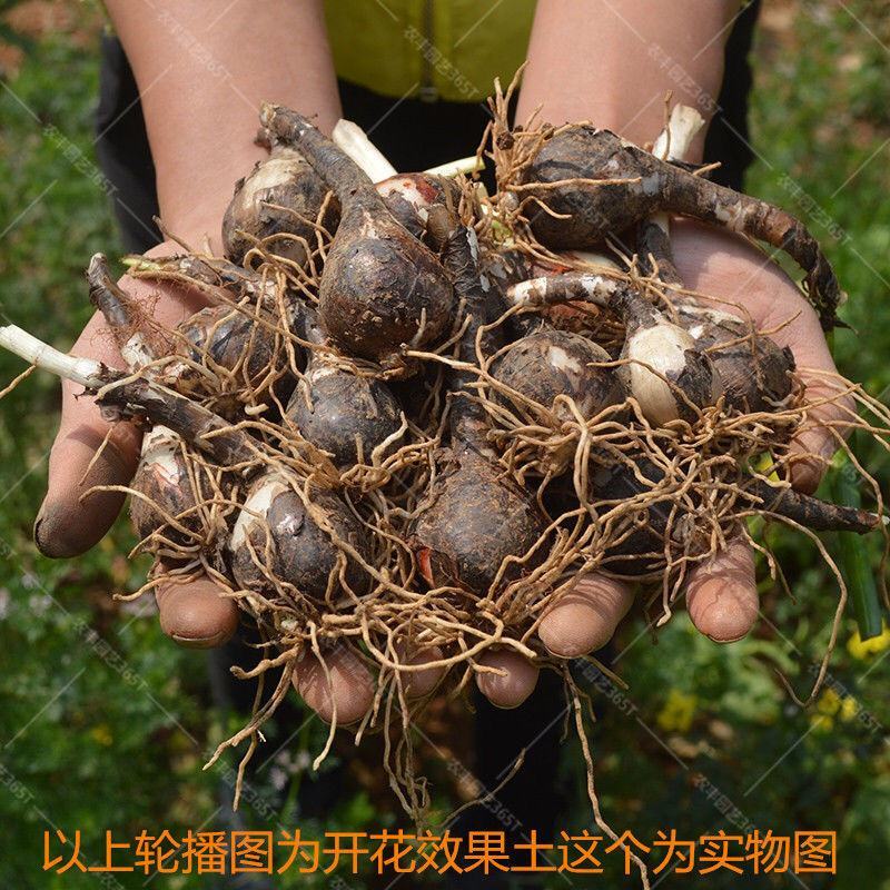 风雨兰风雨兰种球四季开花种球易活好养庭院阳台红、粉、白色