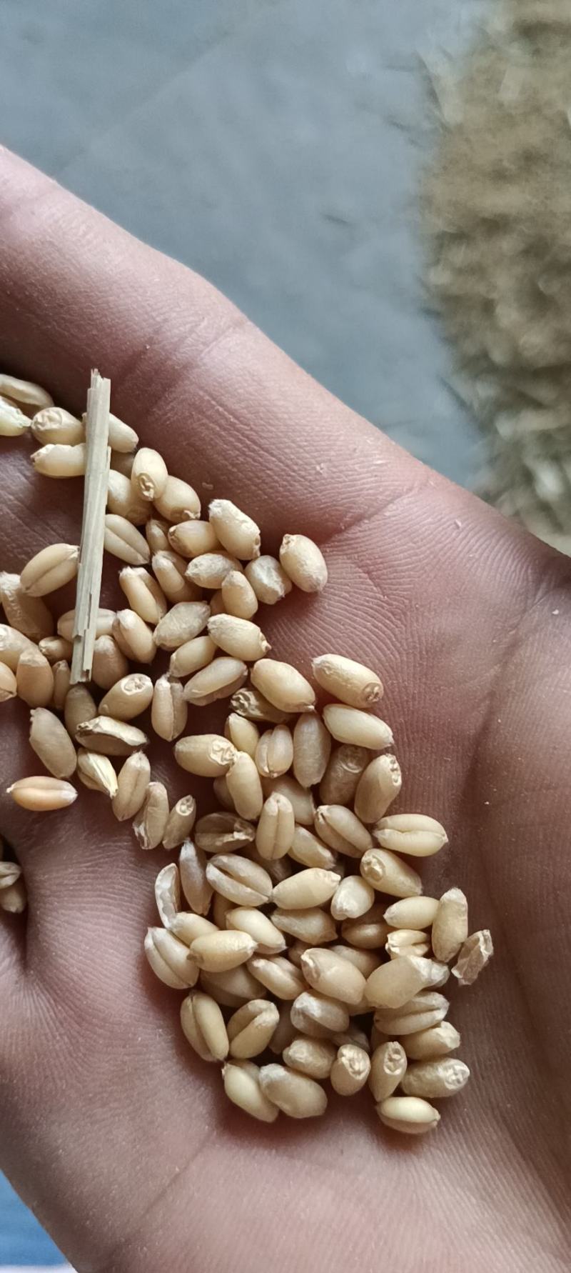 洒厂专用泛麦8号