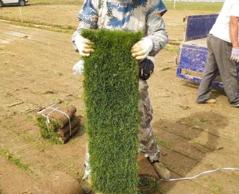 台湾草，草卷，草块，十成草