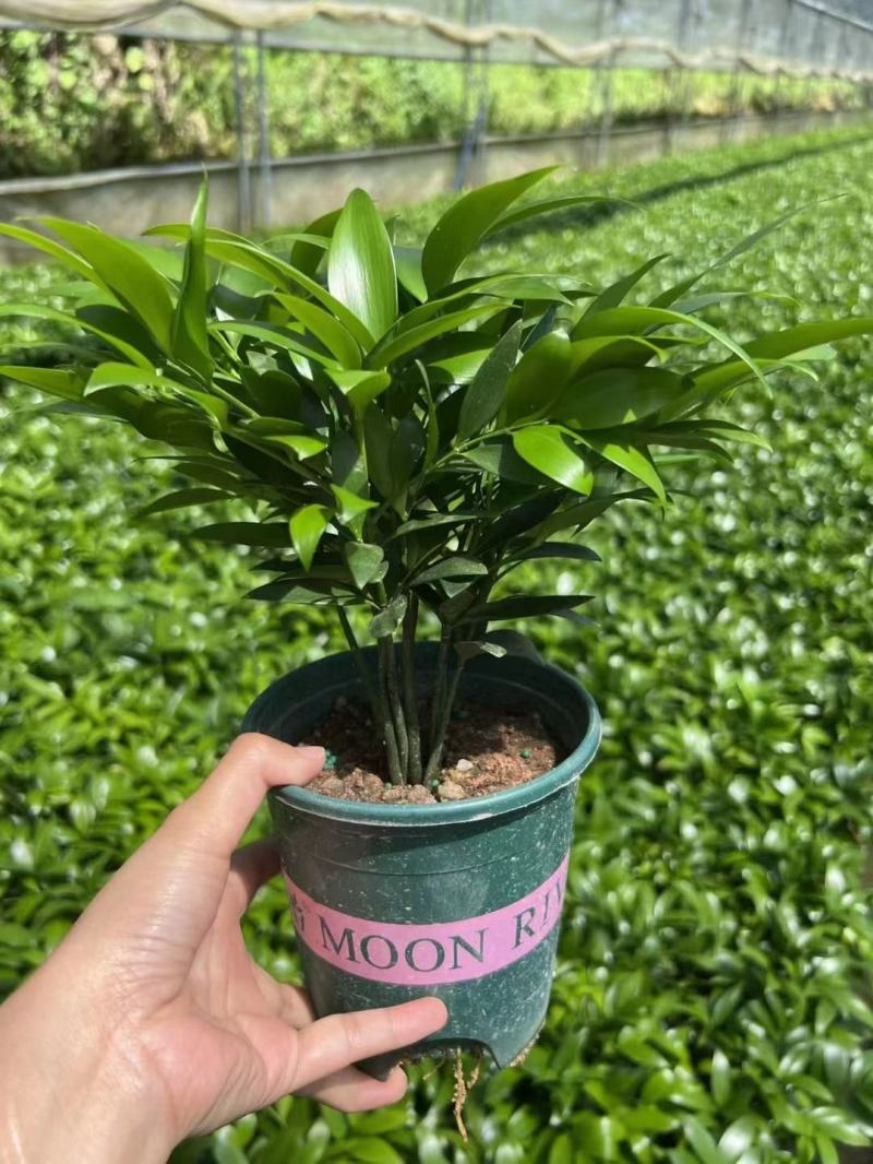 半加仑特级圆叶竹柏