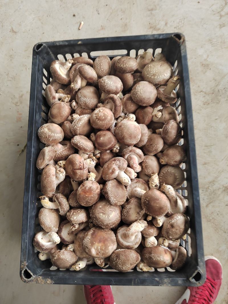 高原鲜香菇