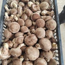 高原鲜香菇