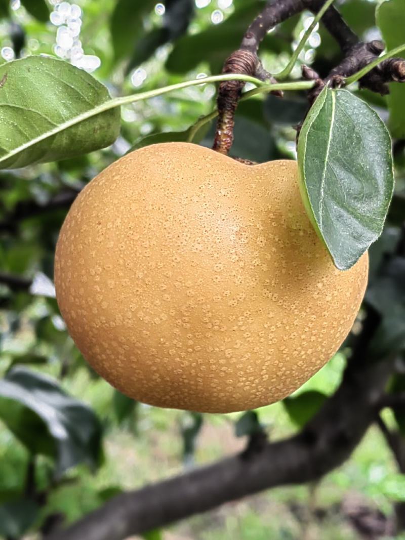 小圆红梨，风水梨上市了