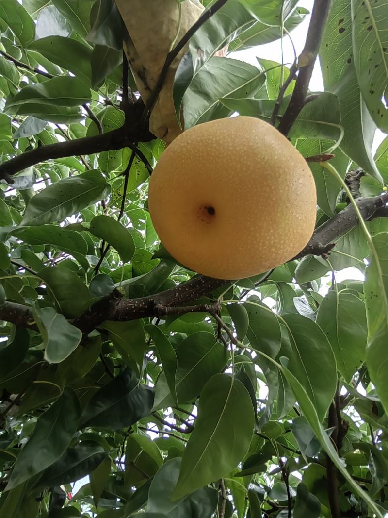 小圆红梨，风水梨上市了