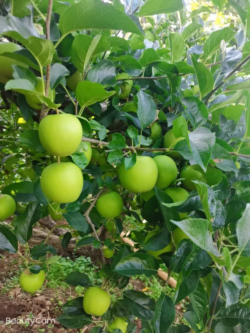 大凉山盐源金帅，苹果已大量上市，欢迎各位老板前来选购，