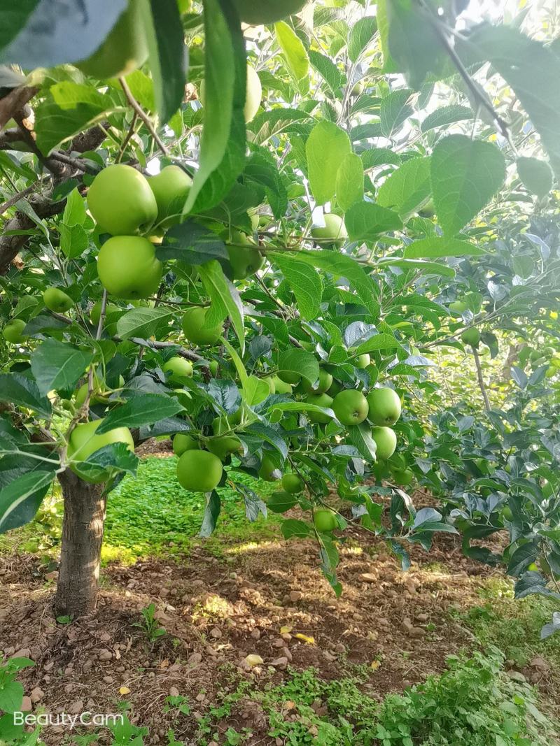 大凉山盐源金帅，苹果已大量上市，欢迎各位老板前来选购，