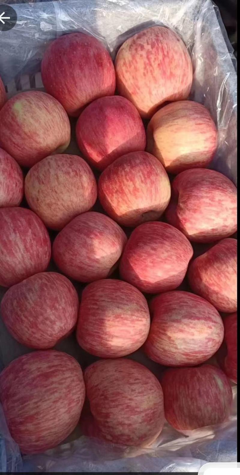 苹果山东苹果红富士苹果山区种植品质保证产地直发