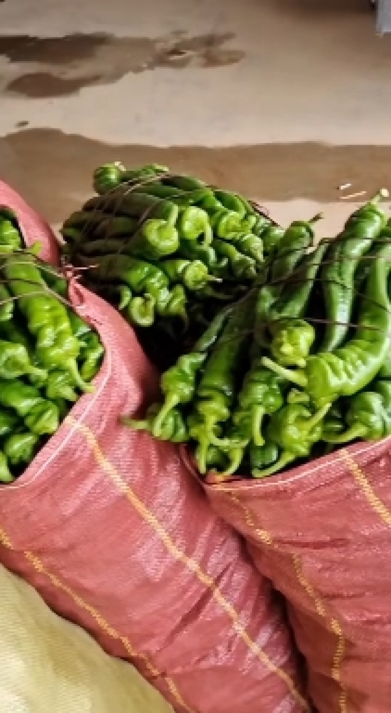 精品高山豆王各种蔬菜都有，需要可以联系我，样样都是精品