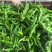 精品高山豆王各种蔬菜都有，需要可以联系我，样样都是精品