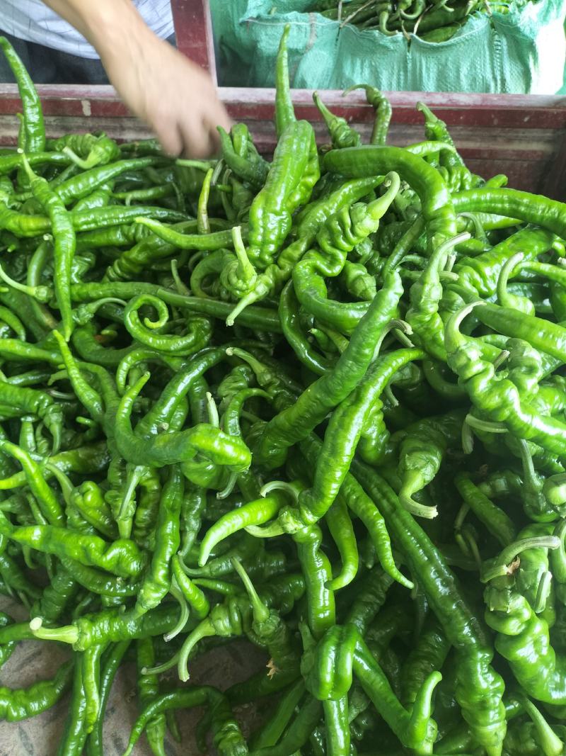 精品高山豆王各种蔬菜都有，需要可以联系我，样样都是精品