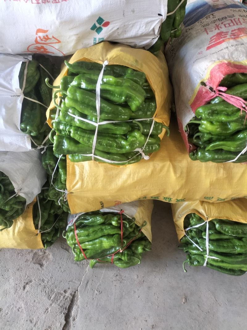 精品高山豆王各种蔬菜都有，需要可以联系我，样样都是精品