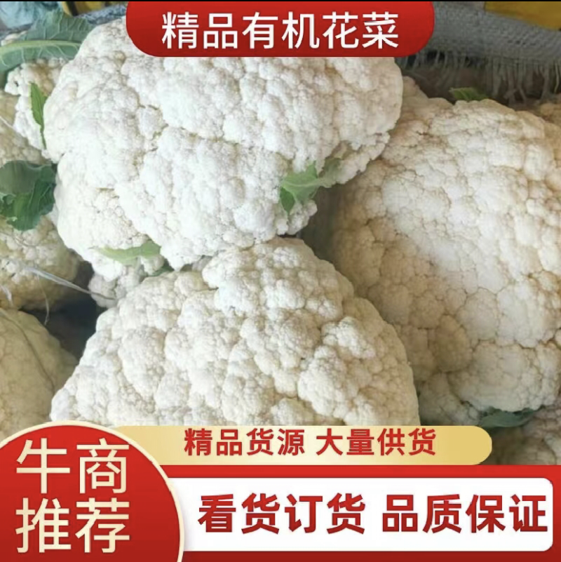 【牛商推荐】定西散花大量上市.质量保证、价格便宜