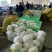 【牛商推荐】定西散花大量上市.质量保证、价格便宜